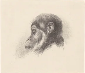 Cabeça de macaco