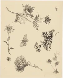 Flores e Folhas