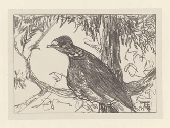 Pombo da madeira na árvore
