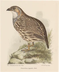 Perdiz (francolinus jugularis)