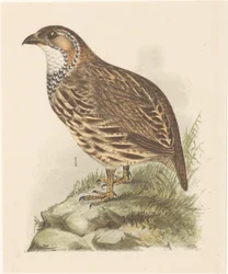 Patrijs (francolinus jugularis)