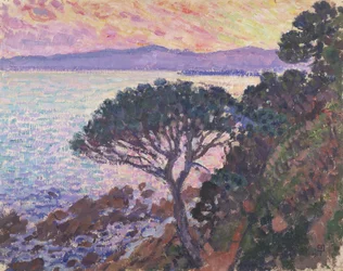 Pinheiro junto ao mar ao pôr do sol