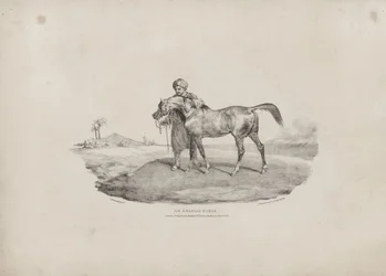 Um cavalo árabe