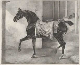 Cavalo preto amarrado numa estrebaria