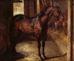 Dark Bay Horse no estábulo