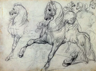 Cavalos