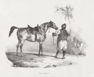 Égua egípcia (An Egyptian Mare)
