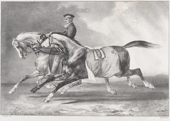 Dois cavalos cinzentos malhados a fazer exercício