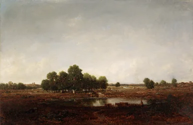 Paisagem com pântano