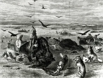 Massacre de Búfalos nas Planícies, da Harpers Weekly 1872