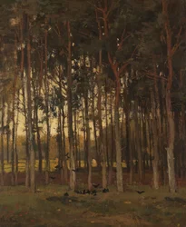 Vista no Bosque