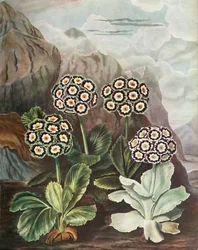 Alças, c1802-1821 de 1948.