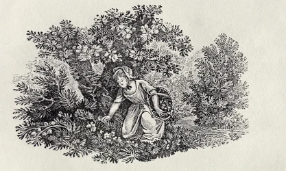 Uma menina que recolhe flores da "história dos pássaros e quadrúpedes britânicos"
