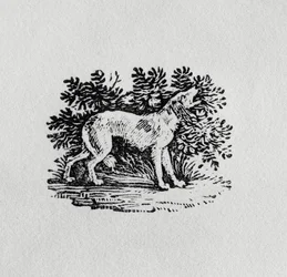 Um cão da "história dos quadrúpedes", do século XIX