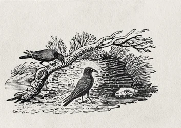 Corvos (Corvus corone corone) da "História do Volume I das Aves Britânicas", pub. 1797 (gravura em madeira)