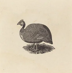 galinha da guiné