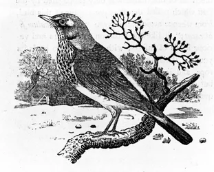 The Fieldfare, ilustração de "A History of British Birds", de Thomas Bewick, publicado pela primeira vez em 1797 (xilogravura)