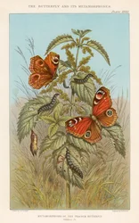 Metamorfoses da borboleta pavão, 1888