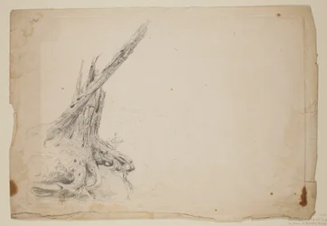 Tronco quebrado de uma árvore (lápis sobre papel)
