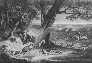 Morte da Raposa, 1793.