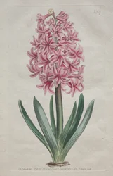 A Revista Botânica ou Jardim de Flores Exibido: Jardim Jacinto