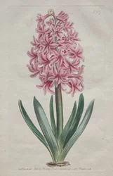 A Revista Botânica ou Jardim das Flores Exibida: Garden Hyacinth, 1806.