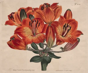 A Revista Botânica ou Jardim das Flores Exibido: ...Orange-Lily, 1807.