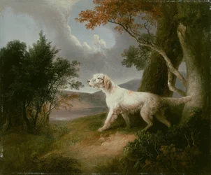 Paisagem com cão