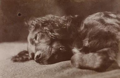 Boyce, retrato de um cão setter