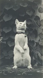 Gato no Eakins