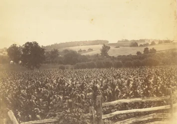 [Cornfield, Avondale, PA]