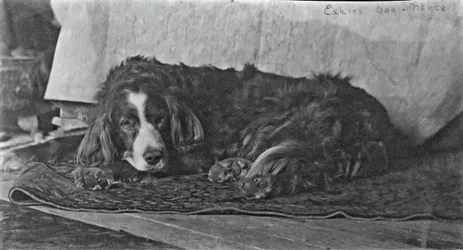 O cão de Eakins Harry, c. 1880-1890.