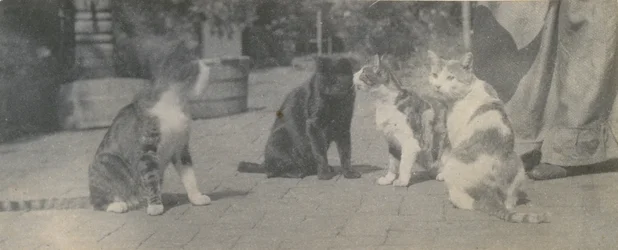 Quatro gatos, ca. 1895.