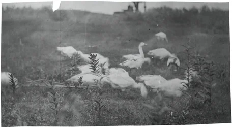 Gansos no local de conserto da rede, Gloucester, N.J., 1881.