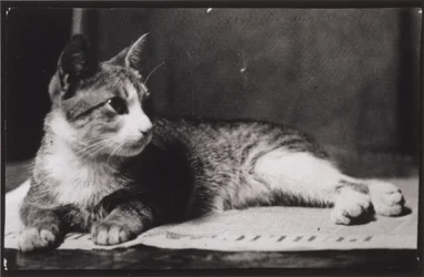 O gato da Sra. Thomas Eakins