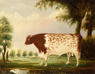 Mina, um touro de quatro anos de idade, num prado (óleo sobre tela)