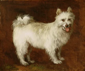 Spitz Dog, c.1760-70 (óleo sobre tela)