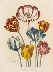 A erva universal, 1824.
