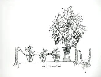 Layering vines, de "The Art and Craft of Garden Making" de Thomas Mawson, publicado em 1900 (gravura) (foto a p/b)