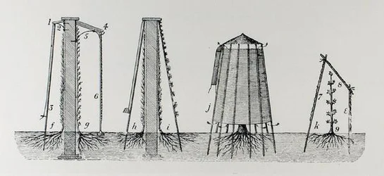 Proteger a flor da geada, de "The Art and Craft of Garden Making" de Thomas Mawson, publicado 1900 (gravura) (foto a p/b)