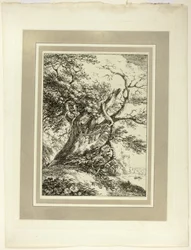 Old Tree, da primeira edição de Specimen of Polyautography