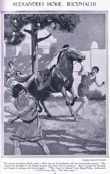 O cavalo de Alexandre, Bucéfalo: o cavalo era preto lustroso com uma estrela branca na testa, c. 1950