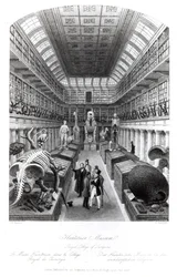 O Hunterian Museum, ilustração para &39;London Interiors&39;, gravado por Edward Radclyffe, c.1840s