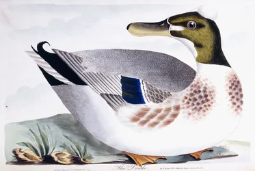 The Drake, 1791-96