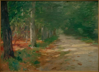 Caminho da floresta com manchas solares