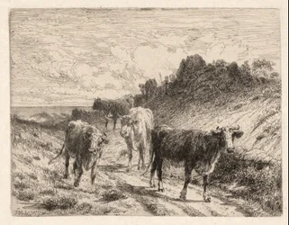Vacas