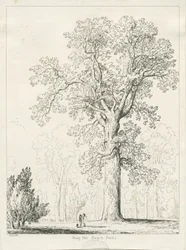 Blithfield - King Oak: desenho a caneta e tinta