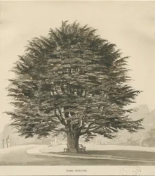 Ingestre - Cedar tree: desenho em sépia, nd [ 1838]