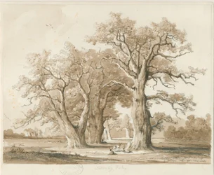 Teddesley Hall - Carvalhos: desenho a lápis e lavagem, sd [novembro de 1842] (desenho)