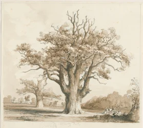 Teddesley Hall - Oak Trees: desenho a lápis e lavagem, nd [novembro de 1842]